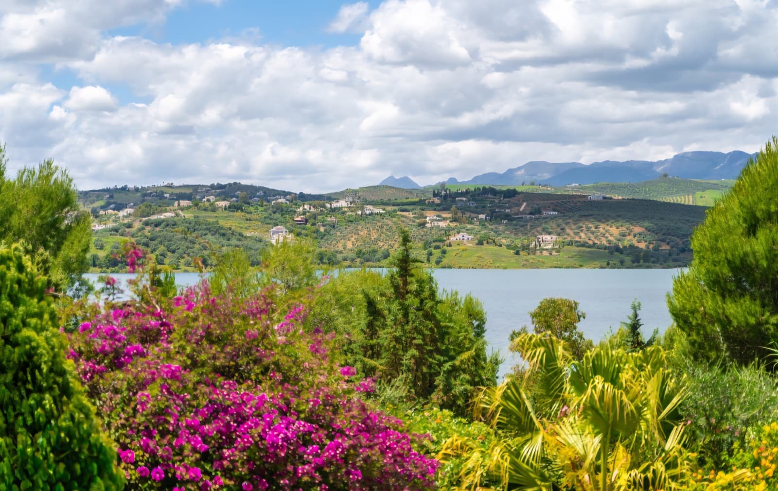 View over bougainvillea across the lake to olive-grove hills